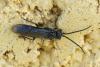 Dolerus sp.